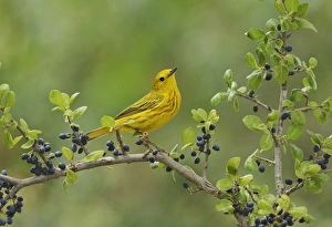 Yellow Warbler (Dendroica petechia), adult male perched on Elbow bush (Forestiera Yellow Warbler (Dendroica petechia), adult male perched on Elbow bush (Forestiera