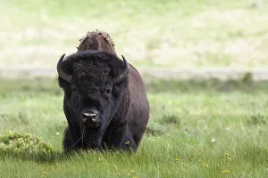 Yellowstone National Park a big bull bison standing among lush green grass Yellowstone National Park a big bull bison standing among lush green grass