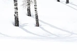 Yellowstone National Park, Lamar Valley. Aspen trees cast shadows on the snow Yellowstone National Park, Lamar Valley. Aspen trees cast shadows on the snow