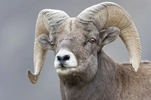 Yellowstone National Park. Portrait of a bighorn ram Yellowstone National Park. Portrait of a bighorn ram