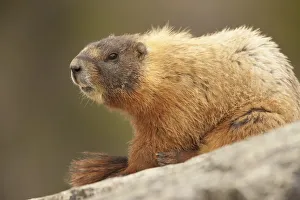 Yellowstone National Park, Wyoming, USA. Yellow-bellied marmot keeping a watch with Yellowstone National Park, Wyoming, USA. Yellow-bellied marmot keeping a watch with