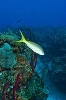 Yellowtail Snapper (Ocgurus chrysurus) & Erect Rope Sponge (Amphimedon compressa) Yellowtail Snapper (Ocgurus chrysurus) & Erect Rope Sponge (Amphimedon compressa)