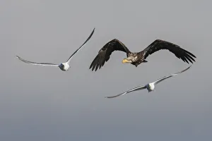 Young bald eagle trying to evade hungry seagulls Young bald eagle trying to evade hungry seagulls