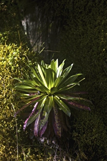 Young Giant Lobelia (Lobelia wollastonii) in the high mountains of the Rwenzoris, Uganda Young Giant Lobelia (Lobelia wollastonii) in the high mountains of the Rwenzoris, Uganda