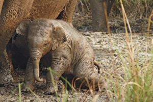 Young one of Indian Elephant mud-wallowing, Corbett National Park, India Young one of Indian Elephant mud-wallowing, Corbett National Park, India