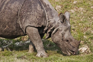 Young One-horned Rhinoceros feeding, Kaziranga National Park, India Young One-horned Rhinoceros feeding, Kaziranga National Park, India