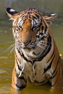 Young Tigers (about 11 months old) playing in water, Indochinese tiger or Corbetts tiger Young Tigers (about 11 months old) playing in water, Indochinese tiger or Corbetts tiger