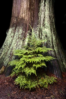 Young western hemlock, Tsuga heterophylla, and western red cedar, Thuja plicata, Stanley Park Young western hemlock, Tsuga heterophylla, and western red cedar, Thuja plicata, Stanley Park