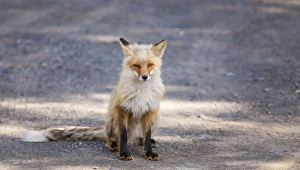 Yukon, Johnsons Crossing, Canada. Habituated Red Fox in the RV campground Yukon, Johnsons Crossing, Canada. Habituated Red Fox in the RV campground