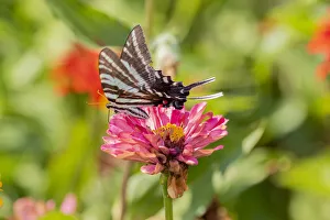 Zebra Swallowtail (Protographium marcellus) on Zinnia Union County, Illinois Zebra Swallowtail (Protographium marcellus) on Zinnia Union County, Illinois