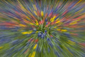 Zooming view of field of Texas Wildflowers near Cuero Texas Zooming view of field of Texas Wildflowers near Cuero Texas