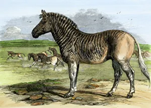 African quagga, an extinct equine African quagga, an extinct equine