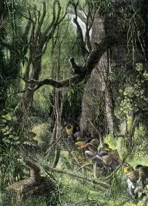 Tropical Rainforest Exploration Print