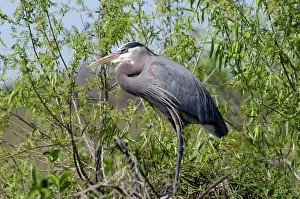 Great blue heron in the Florida Everglades Great blue heron in the Florida Everglades