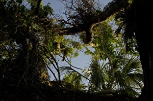 Mahogany tree in the Florida Everglades Mahogany tree in the Florida Everglades