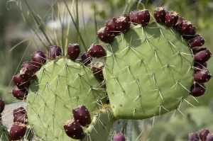 Miscellaneous Prints: Prickly-pear cactus fruit Print