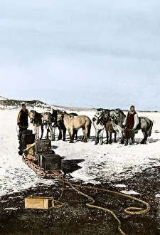 Shackletons Manchurian ponies, Antarctica, 1908 Shackletons Manchurian ponies, Antarctica, 1908