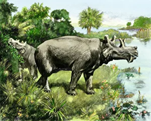 Uintathere, an extinct rhinocerus of North America Uintathere, an extinct rhinocerus of North America