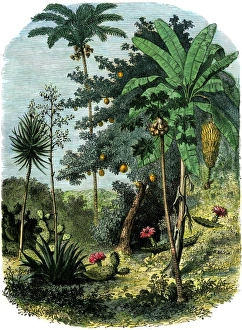 A view of the tropical New World A view of the tropical New World