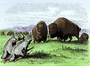 Wolf-skins disguising Native American hunters Wolf-skins disguising Native American hunters