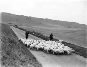 Prints of The sheep are being driven from Angmering over the Downs to Findon Photograph by George Garland Garland Collection West Sussex Record Office Ref No: Garland N12007 Sussex Prints: Print of Findon Fair scene with sheep being driven across the Downs