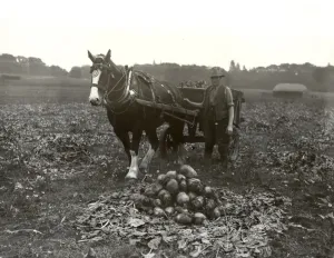 Rural Landscape Photography Prints: Mangold pulling at Cowdray, October 1939