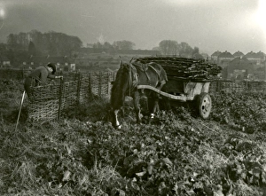 Sheep Fold Moving at Frog Farm - March 1948 Sheep Fold Moving at Frog Farm - March 1948