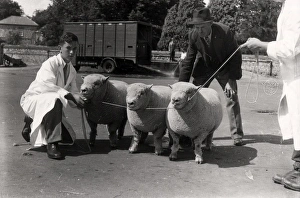 Southdown Sheep Show Print, Cooper McDougal and Robertson Ltd Lorry