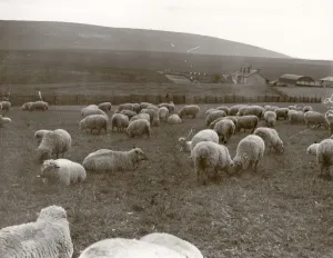 Prints of Sheep grazing on the Southdowns, Sussex, 1938 George Garland Collection West Sussex Record Office Ref No: Garland N16821 West Sussex Prints: Sheep grazing on the Southdowns, 1938 Print