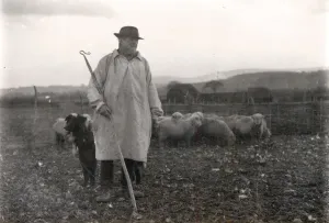 Sheep Prints: Shepherd in Smock Print, 1925