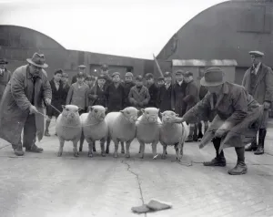Prints of Southdown Sheep Fair September 1949, Sussex George Garland Collection West Sussex Record Office Ref No: Garland N12299 West Sussex Prints: Southdown Sheep Fair Print, September 1949