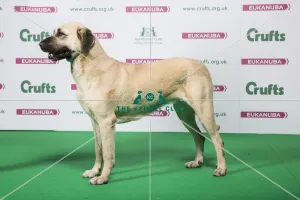 2018 Best of Breed Anatolian Shepherd Dog 2018 Best of Breed Anatolian Shepherd Dog