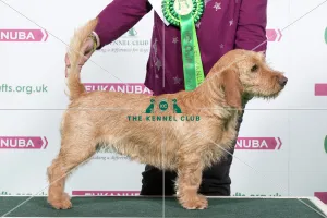 2018 Best of Breed Basset Fauve de Bretagne 2018 Best of Breed Basset Fauve de Bretagne