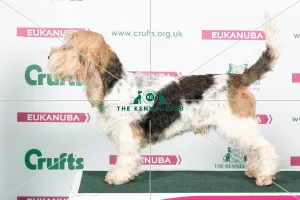 2018 Best of Breed Basset Griffon Vendeen (Grand) 2018 Best of Breed Basset Griffon Vendeen (Grand)