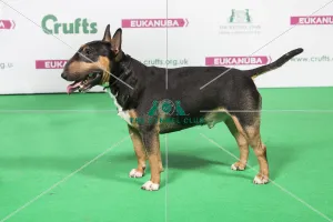 2018 Best of Breed Bull Terrier (Miniature) 2018 Best of Breed Bull Terrier (Miniature)