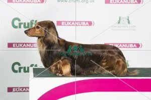2018 Best of Breed Dachshund (Long Haired) 2018 Best of Breed Dachshund (Long Haired)