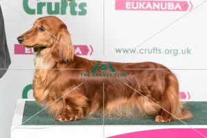 2018 Best of Breed Dachshund (Miniature Long Haired) 2018 Best of Breed Dachshund (Miniature Long Haired)