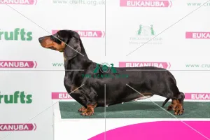 2018 Best of Breed Dachshund (Smooth Haired) 2018 Best of Breed Dachshund (Smooth Haired)