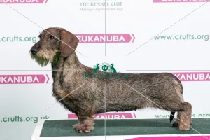2018 Best of Breed Dachshund (Wire Haired) 2018 Best of Breed Dachshund (Wire Haired)