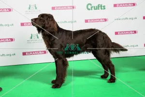 2018 Best of Breed GERMAN LONGHAIRED POINTER 2018 Best of Breed GERMAN LONGHAIRED POINTER