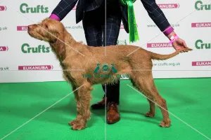 2018 Best of Breed Hungarian Wirehaired Vizsla 2018 Best of Breed Hungarian Wirehaired Vizsla