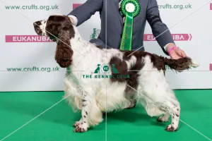 2018 Best of Breed SPANIEL (ENGLISH SPRINGER) 2018 Best of Breed SPANIEL (ENGLISH SPRINGER)