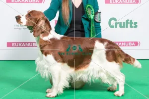 2018 Best of Breed SPANIEL (WELSH SPRINGER) 2018 Best of Breed SPANIEL (WELSH SPRINGER)