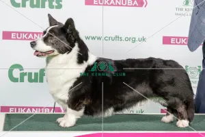 2018 Best of Breed Welsh Corgi (Cardigan) 2018 Best of Breed Welsh Corgi (Cardigan)