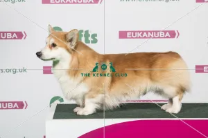 2018 Best of Breed Welsh Corgi (Pembroke) 2018 Best of Breed Welsh Corgi (Pembroke)