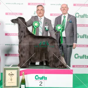 2018 Hound Group 2nd place Afghan Hound 2018 Hound Group 2nd place Afghan Hound