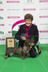 2018 Hound Group 3rd place Dachshund (Wire Haired) 2018 Hound Group 3rd place Dachshund (Wire Haired)