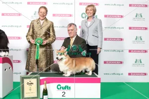 2018 Pastoral 2nd place Group Welsh Corgi (Pembroke) 2018 Pastoral 2nd place Group Welsh Corgi (Pembroke)
