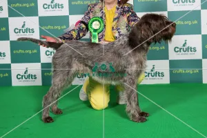 AV Import Best of Breed Crufts 2022 Korthals Griffon AV Import Best of Breed Crufts 2022 Korthals Griffon