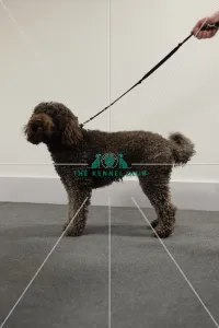 barbet stacked photo for kennel club illustration barbet stacked photo for kennel club illustration
